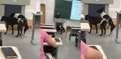 浙江理工大学 两条狗在课堂上当众交配 老师淡定讲课 学生目瞪口呆