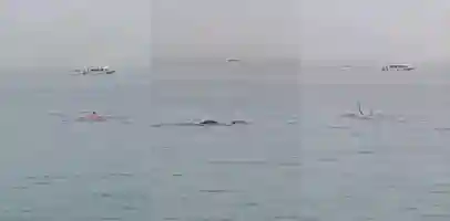 现实版大白鲨 一名俄罗斯游客在埃及度假胜地赫尔格达遭鲨鱼袭击身亡
