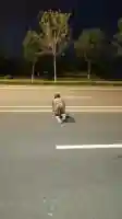 母狗爬行过马路